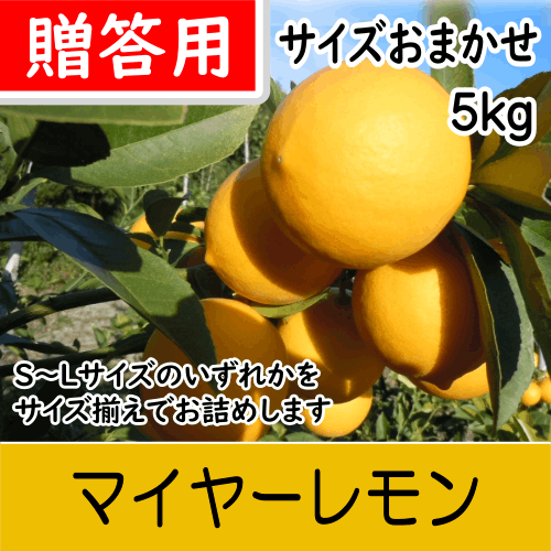 【南三重産】マイヤーレモン★贈答用5kg入★サイズおまかせ～丸みがあり甘味のあるレモン～