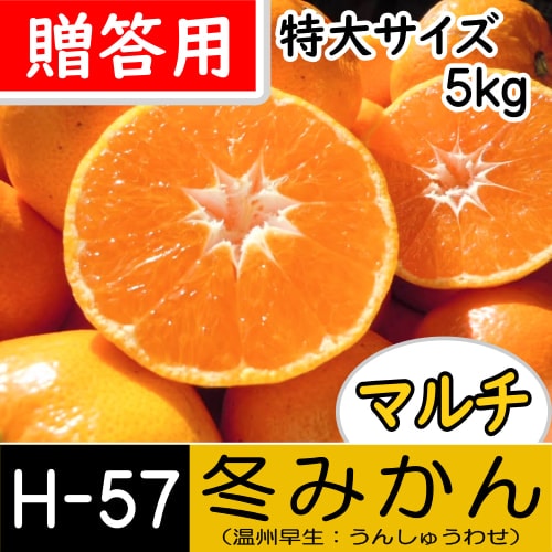 【南三重産】マルチ★冬みかん_贈答用[特大サイズ]_5kg箱入[H-57]