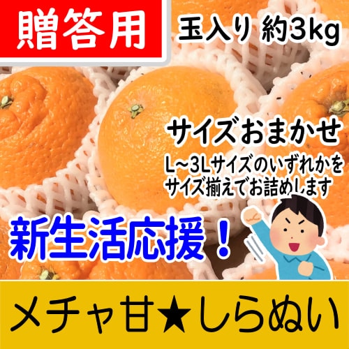 新生活応援！【南三重産】メチャ甘★しらぬい_贈答用【玉入】サイズおまかせ～厳選された糖度12.5度以上！～