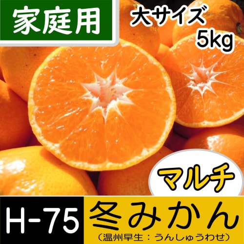 ついに登場！『幻のみかん』！