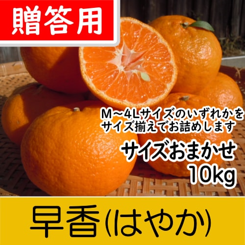【南三重産】早香(はやか)_贈答用★サイズおまかせ★10kg箱入～冬みかんの次はコレ～