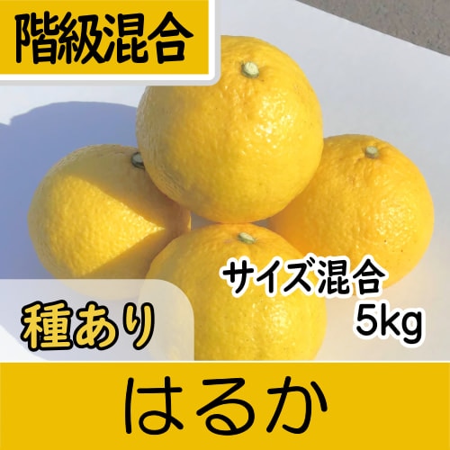 甘いみかん、みかんジュースの通販なら『御浜柑橘（みはまかんきつ）』