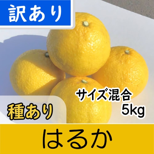 【南三重産】はるか_訳ありサイズ混合_5kg入～新発売！黄色いけど甘い♪～