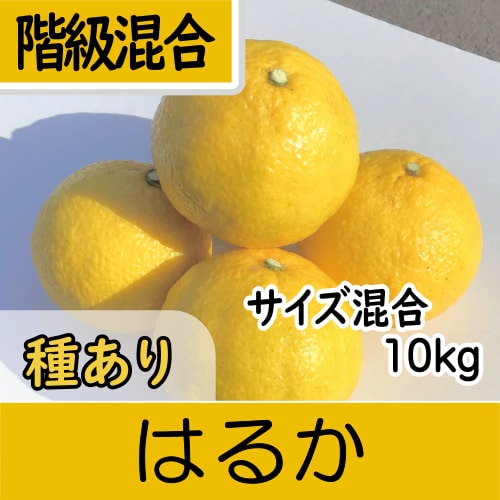南三重産】はるか_階級混合サイズ混合_10kg入～新発売！黄色いけど