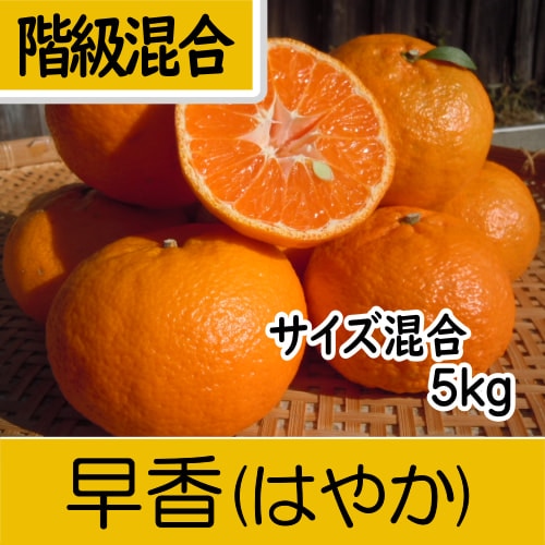 【南三重産】早香(はやか)_階級混合サイズ混合_5kg箱入～冬みかんの次はコレ～