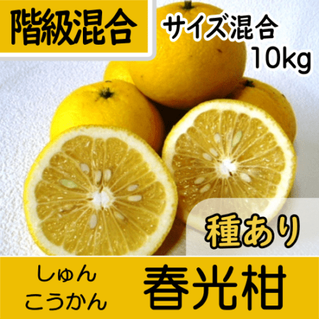 【南三重産】春光柑_階級混合サイズ混合_10kg入～爽やかな甘味が人気の稀少みかん！～