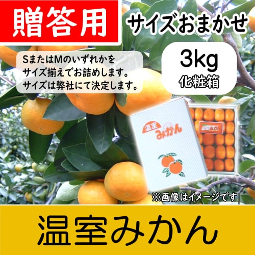 【南三重産】【化粧箱入】温室みかん_贈答用サイズおまかせ_3kg(H-86)～夏の贈り物に～