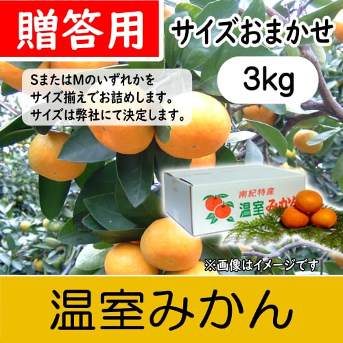 【南三重産】温室みかん_贈答用★サイズおまかせ_3kg箱入(H-84)～夏の贈り物に☆～