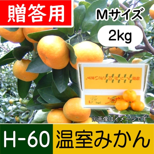 【南三重産】温室みかん_贈答用Mサイズ_2kg箱入～夏の贈り物に☆～(H-60)