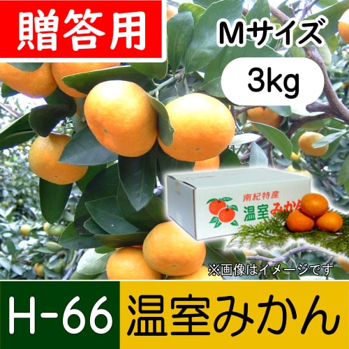【南三重産】温室みかん_贈答用Mサイズ_3kg箱入～夏の贈り物に☆～(H-66)