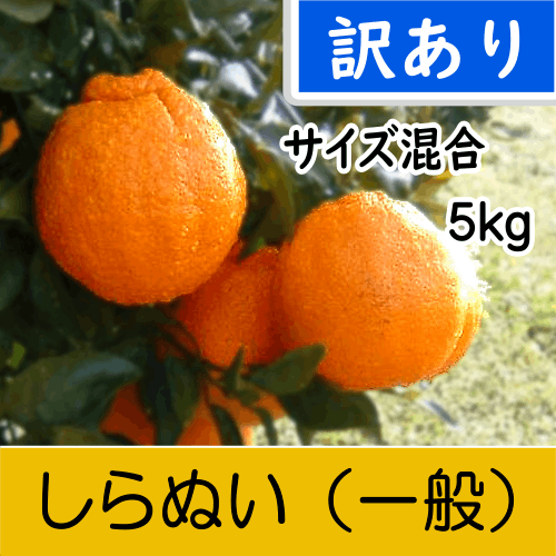 【南三重産】しらぬい_訳あり_混合サイズ_5kg入～「不知火」食べ応えのある柑橘の王様～