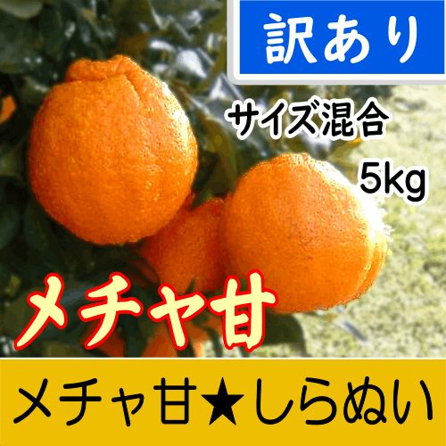 【南三重産】メチャ甘★しらぬい_訳あり_混合サイズ_5kg箱入～厳選された糖度12.5度以上！～