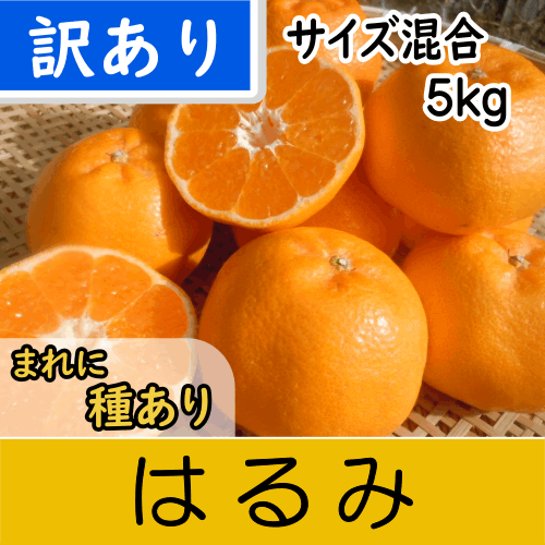 【南三重産】はるみ_訳あり_サイズ混合_5kg箱入～シラヌイの妹～