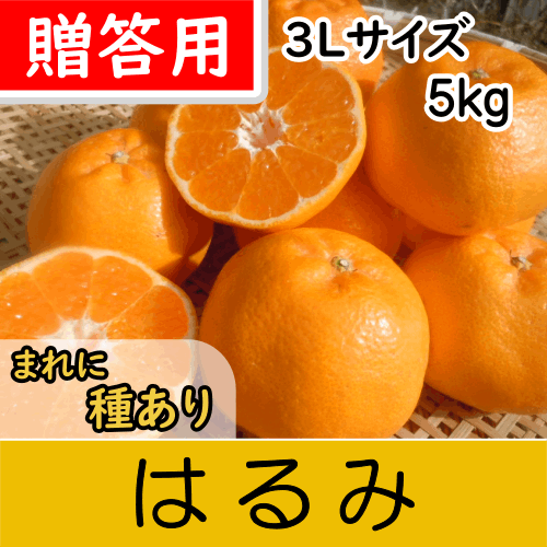 【南三重産】はるみ_贈答用3Lサイズ_5kg箱入～シラヌイの妹～