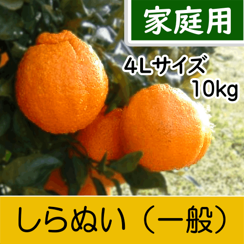 【南三重産】しらぬい_家庭用4Lサイズ_10kg入～「不知火」食べ応えのある柑橘の王様～