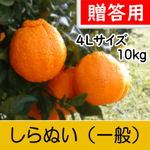 【南三重産】しらぬい_贈答用4Lサイズ_10kg入～「不知火」食べ応えのある柑橘の王様～