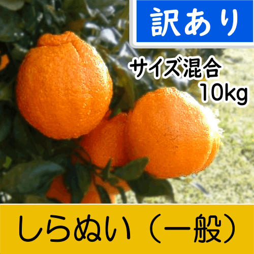【南三重産】しらぬい_訳あり_混合サイズ_10kg入～「不知火」食べ応えのある柑橘の王様～