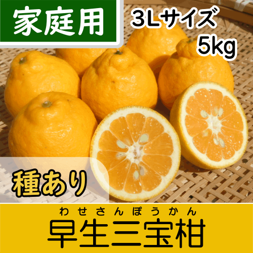 【南三重産】早生三宝柑_家庭用3Lサイズ_5kg箱入～紀州生まれの縁起みかん～