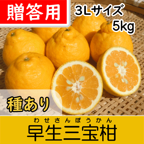 【南三重産】早生三宝柑_贈答用3Lサイズ_5kg箱入～紀州生まれの縁起みかん～