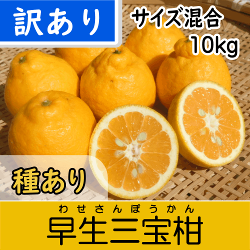 【南三重産】早生三宝柑_訳あり_サイズ混合_10kg入～紀州生まれの縁起みかん～