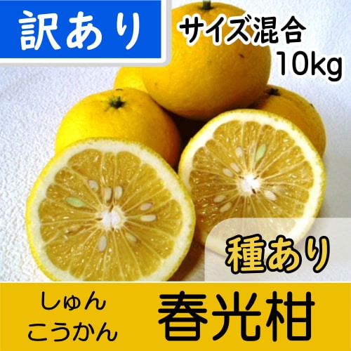 【南三重産】春光柑_訳ありサイズ混合_10kg入～爽やかな甘味が人気の稀少みかん！～