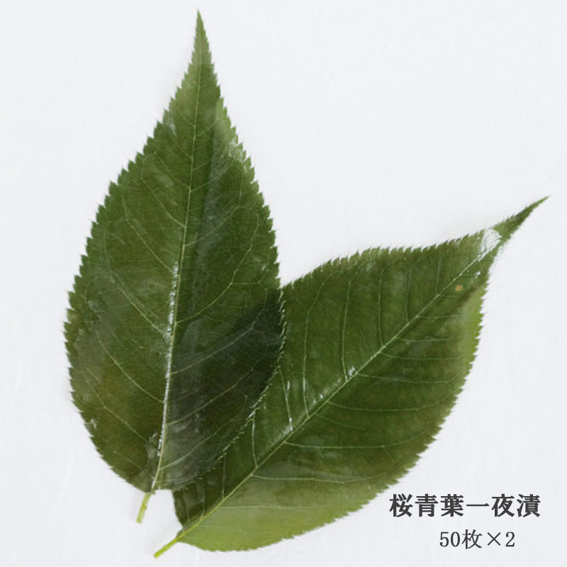 野村商店の 桜葉 青葉一夜漬け 「桜葉漬(青葉)」50枚×2 添加物を使わ