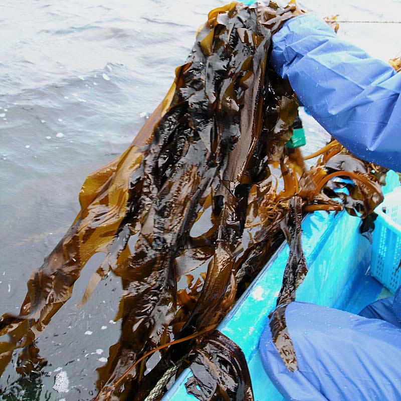 �ڤ�ͽ���ʡ� �Ȥ�Ȥ����狼�� 500g������狼�� ����֤������ �ڥ������ء� ����ƣ��