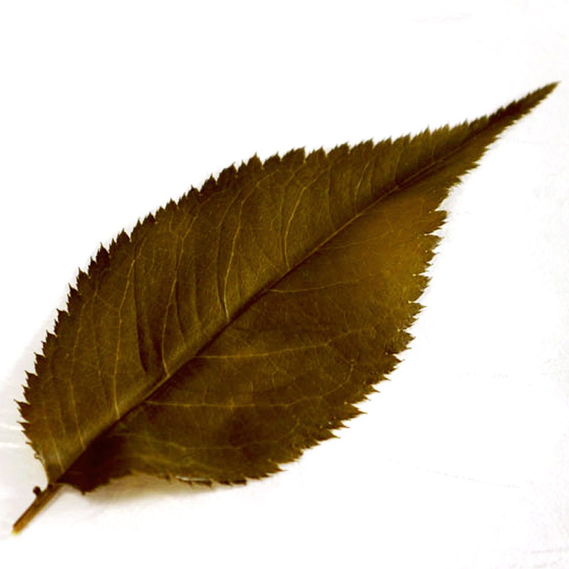 ��¼��Ź�� ������ ���Ҥ� �ֺ����ҡ�50���10 ����î�Ź� �����Ť��Ҥ����ޤ�������Ʀ����Į����������μ��աפ� �ٻλ�����ή��˭�٤ʾ��Ťο��ŷ��������������ź��ʪ��Ȥ�ʤ��ǡ����λ���î��̩�����ơ����ä����Ҥ����ߤޤ� �ڽ�񻺡�