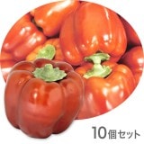 NAC108ڥ֥եաɡơ֥륤ƥꥢåɥѥץꥫ ͡5550mm10ĥå