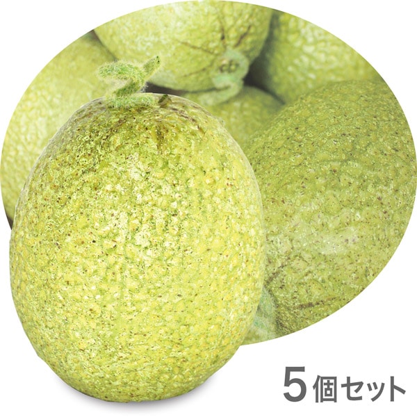 NAC517�ò�ʪ���֥������ե������ա��ɡ��ơ��֥륤��ƥꥢ�������120��100mm��5�ĥ��åȡ����߸˸¤�