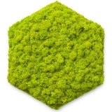 NMS400G15���̲��ݥ���ƥꥢ������⥹��ϻ�ѷ����ᥤ���꡼��270��230��50mm