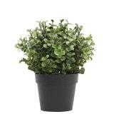 NIG705�åե��������꡼��ݥåȡ��͹����տ�ʪ���ĥ���ľ��15�߹⤵20cm