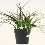 NIG709�åե��������꡼��ݥåȡ��͹����տ�ʪ���ؤ�򤡡����Υҥ���ľ��40�߹⤵20cm