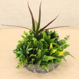 NIG801S�åե��������꡼��ե졼�ࡡ�͹����տ�ʪ��ľ��22�߹⤵23cm�����߸˸¤�