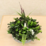 NIG802M�åե��������꡼��ե졼�ࡡ�͹����տ�ʪ��ľ��24�߹⤵23cm�����߸˸¤�