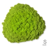 NMS200G15���̲��ݥ���ƥꥢ������⥹����������S���������ᥤ���꡼��260��270��100mm�����߸˸¤� ���������Ӹ���