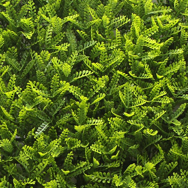 NIG254�åե��������꡼�󥦥����롡�͹����տ�ʪ���ߥ⥶��50��50cm