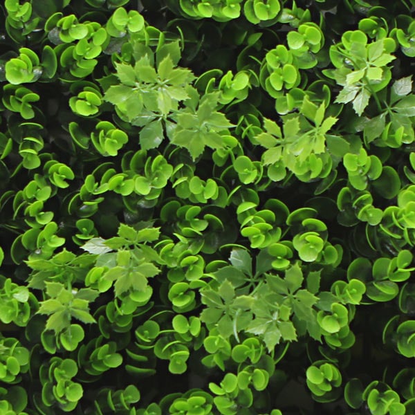 NIG255åե꡼󥦥롡͹տʪꎰѡȥĥ5050cm