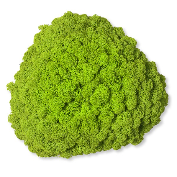 NMS200G15���̲��ݥ���ƥꥢ������⥹����������S���������ᥤ���꡼��260��270��100mm�����߸˸¤� ���������Ӹ���