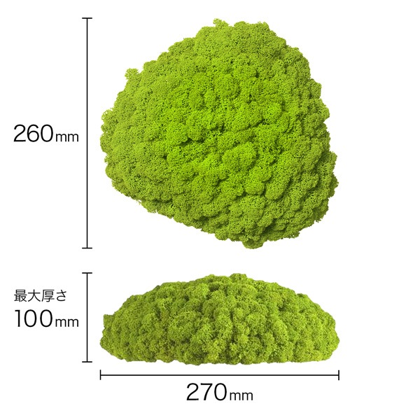 NMS200G15���̲��ݥ���ƥꥢ������⥹����������S���������ᥤ���꡼��260��270��100mm�����߸˸¤� ���������Ӹ���