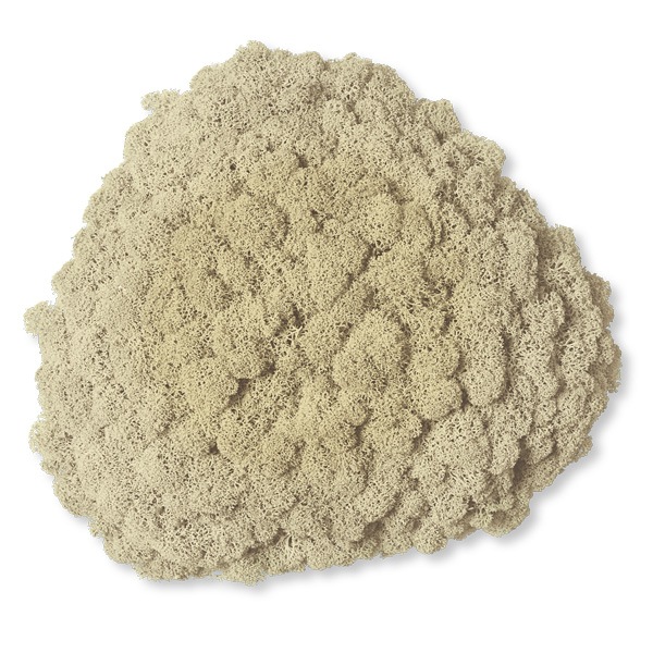 NMS200N00���̲��ݥ���ƥꥢ������⥹����������S���������ʥ����롡260��270��100mm�����߸˸¤� ���������Ӹ���