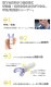 �Ƶ۶ڥȥ졼�˥����� Ultra breathe�ʥ���ȥ�֥쥹��Galemed  ������ �����ʡ����Բġ�
