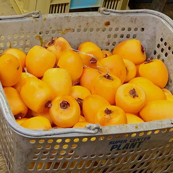 ≪サカイダフルーツ≫能登のころ柿のお酒（リキュール）300ml【リキュール 能登柿 ころ柿 果実酒 ソーダ割り 通販 お取寄せ】