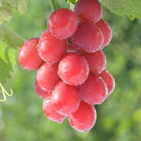 ≪サカイダフルーツ≫ルビーロマンワイン「ルビーの輝き」（720ml）【ルビーロマン ルビーロマンワイン 九谷焼ボトル 石川県 奇跡のぶどう 希少ワイン 通販 お取寄せ】