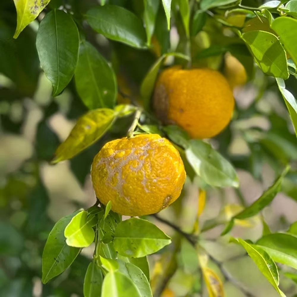 ≪のとジン≫CHA-CHA-CHA 500mlギフトボックス 【送料無料 能登 GIN 国内製造 スピリッツ】