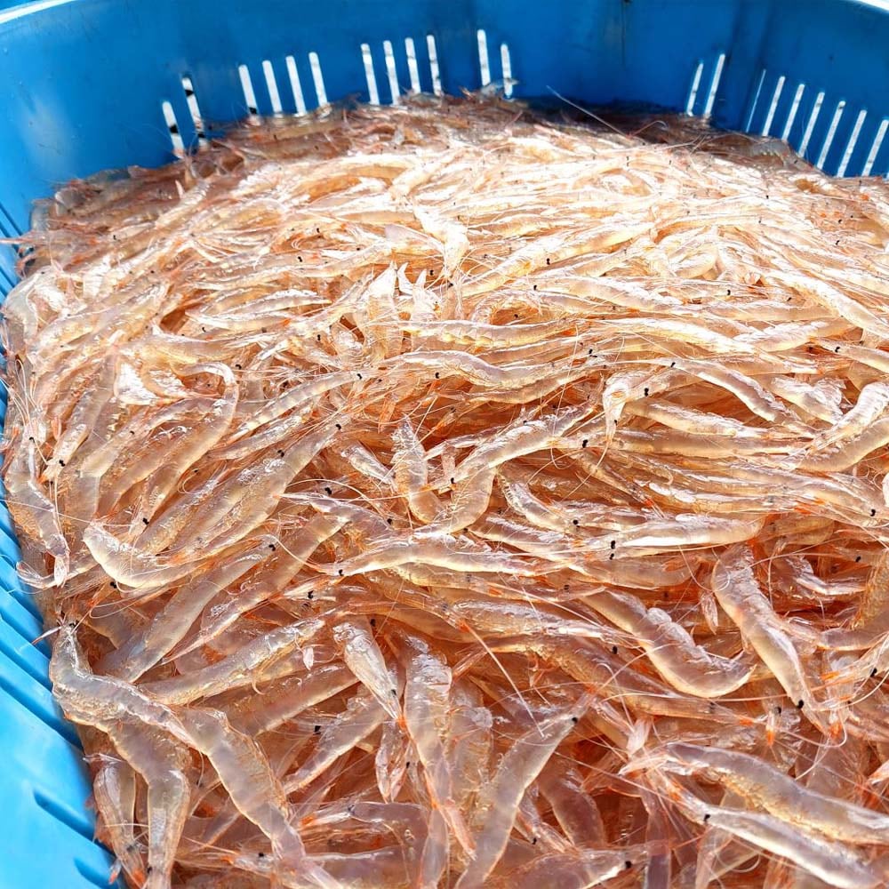 ≪棚辺水産≫<br>白えび殻付き 150g【お取り寄せ 富山湾 日本海 昆布〆】