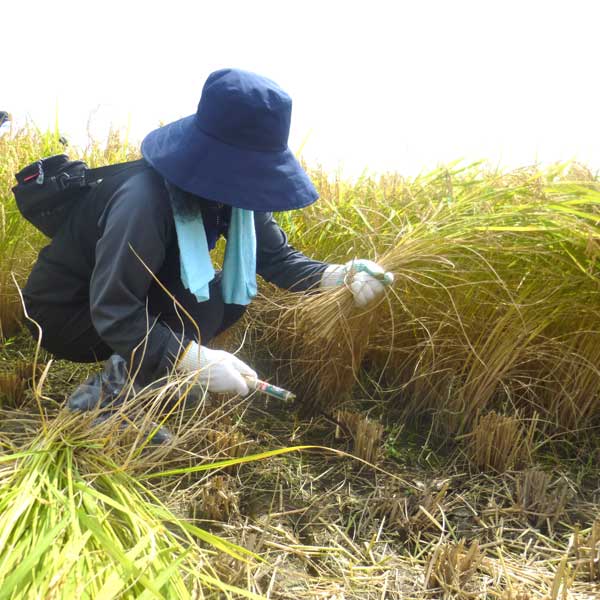 ≪JA能美≫令和7年産 こだわり減農薬有機肥料米 姫九谷 精米 5kg【能美市 石川県 オリジナル肥料使用】