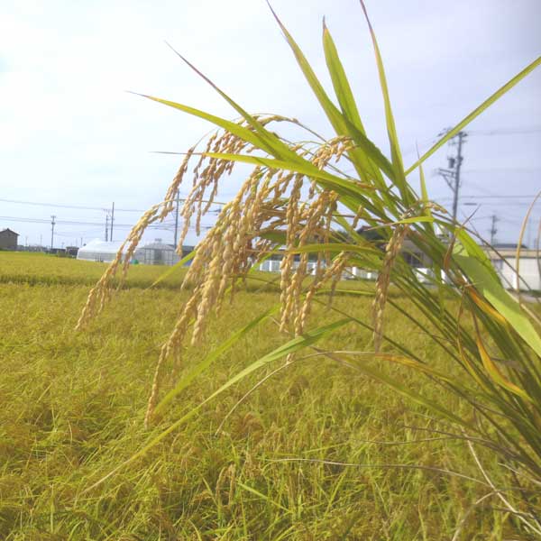 ≪JA能美≫令和7年産 こだわり減農薬有機肥料米 姫九谷 精米 5kg【能美市 石川県 オリジナル肥料使用】