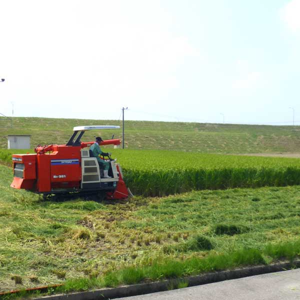 ≪JA能美≫令和7年度 土作りにこだわった JA能美米 こしひかり 精米 10kg【石川県 白山 清流 国産米】