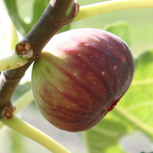 ≪JA能美≫いちじくソース 220ml【川北産いちじく 甘辛ソース 男子ごはんで紹介 話題のソース】